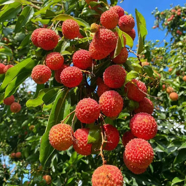 Lychee Seeds - Verdseeds