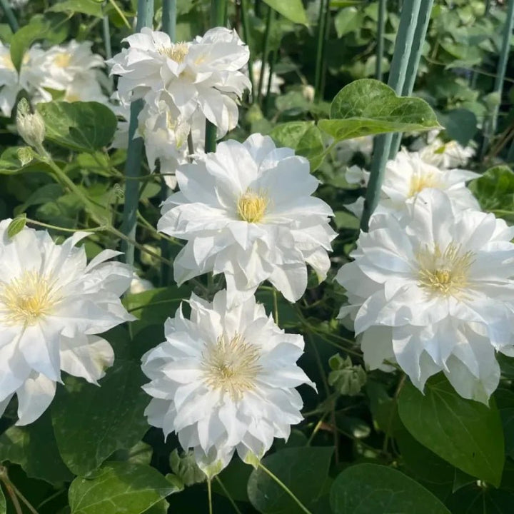 Michelle R.