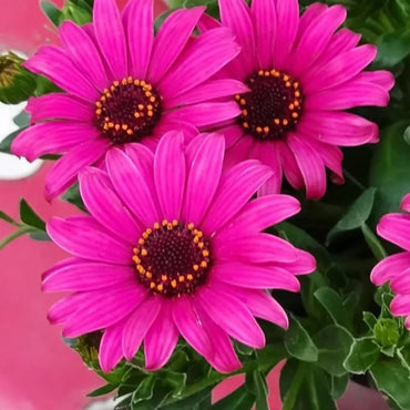 Magenta African Marigold Seeds - Verdseeds