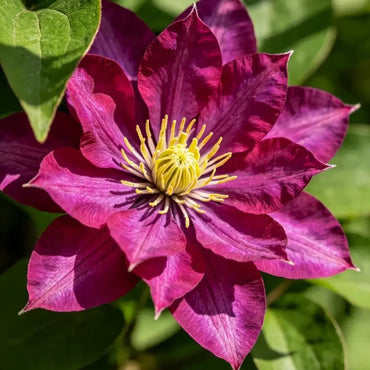 Magenta Love - in - a - Mist Seeds - Verdseeds