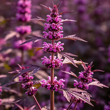 Magenta Motherwort Seeds - Verdseeds