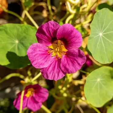 Magenta Nasturtium Seeds - Verdseeds