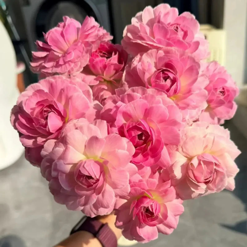 Hydra Ranunculus Seeds