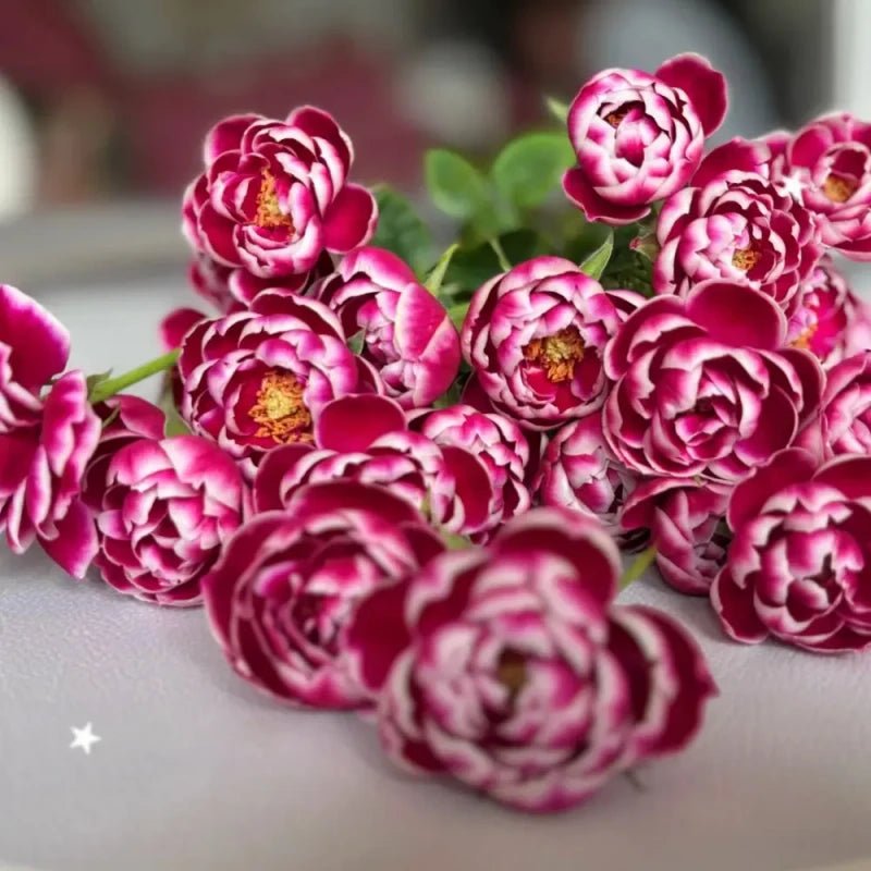 Mary Rose Seeds - Verdseeds