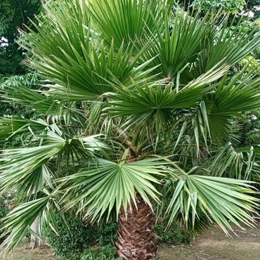 Mexican Fan Palm Seeds - Verdseeds