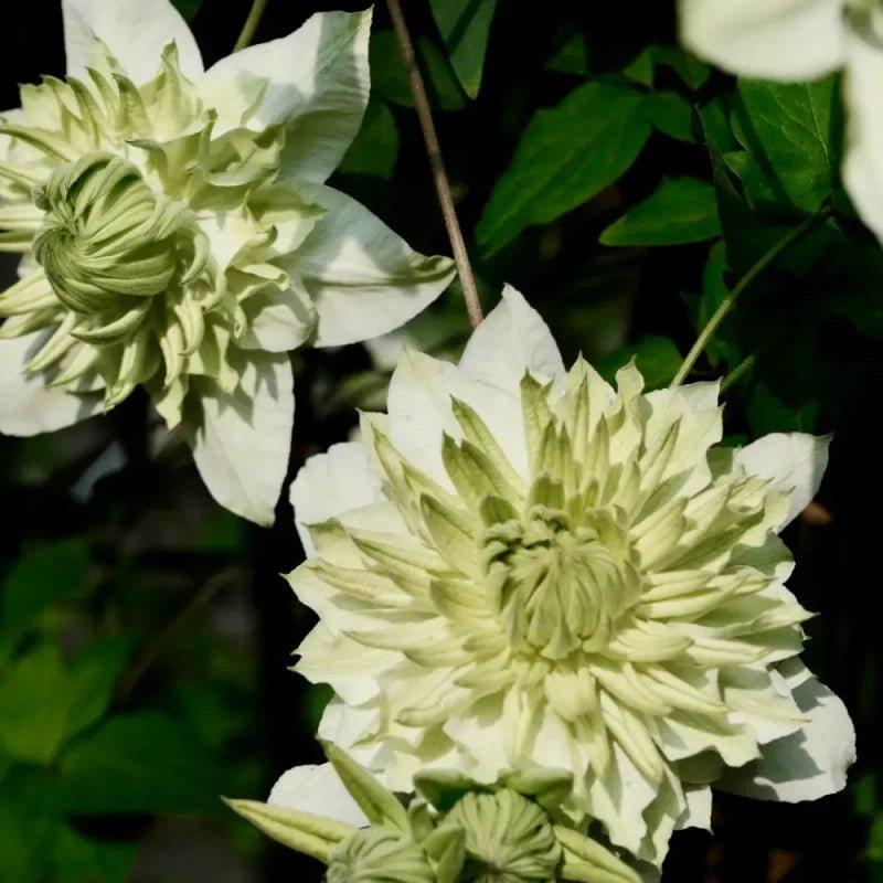 Mint Clematis Seeds - Verdseeds