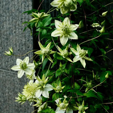 Mint Clematis Seeds - Verdseeds