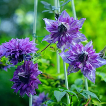Miss Kyoko Clematis Seeds - Verdseeds