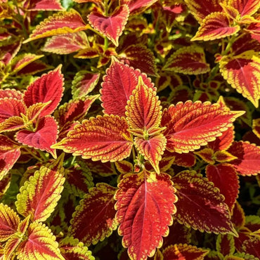 Mixed Color Coleus Seeds - Verdseeds