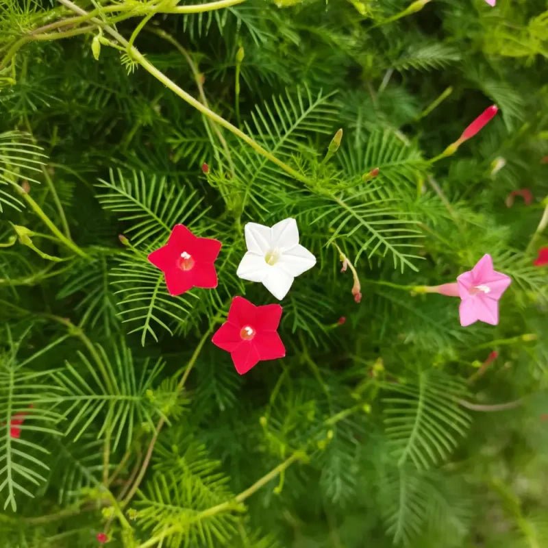 Mixed Color Cypress Vine Seeds - Verdseeds