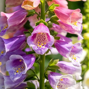 Mixed Color Flower Tube Foxglove Seeds - Verdseeds