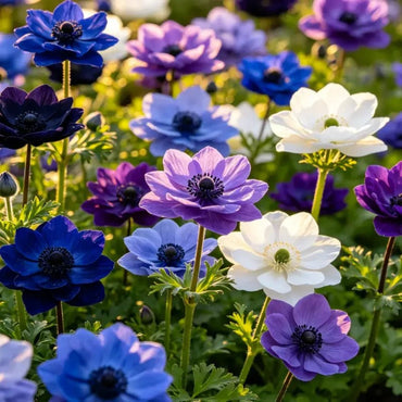 Mixed Color Love - in - a - Mist Seeds - Verdseeds