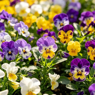 Mixed Color Pansy Seeds - Verdseeds