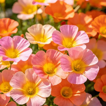 Mixed Color Single Petal California Poppy Seeds - Verdseeds