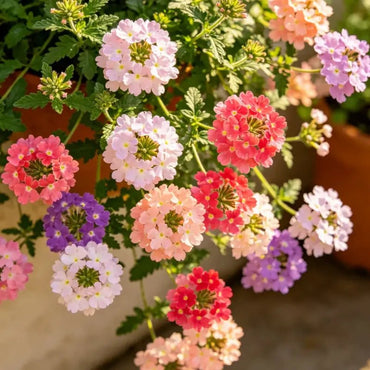 Mixed Color Trailing Verbena Seeds - Verdseeds
