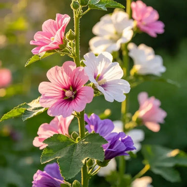 Mixed Color Tree Mallow Seeds - Verdseeds