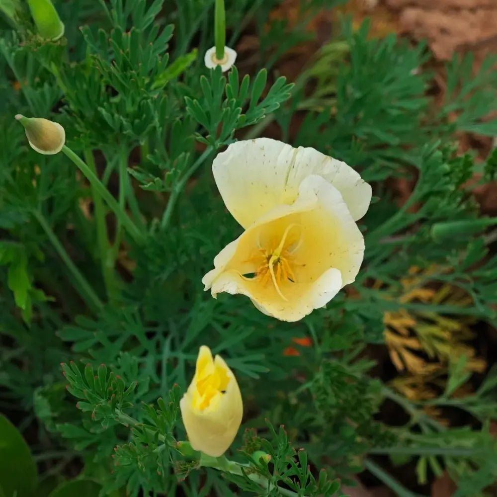Monarch Milky White Single California Poppy Seeds - Verdseeds