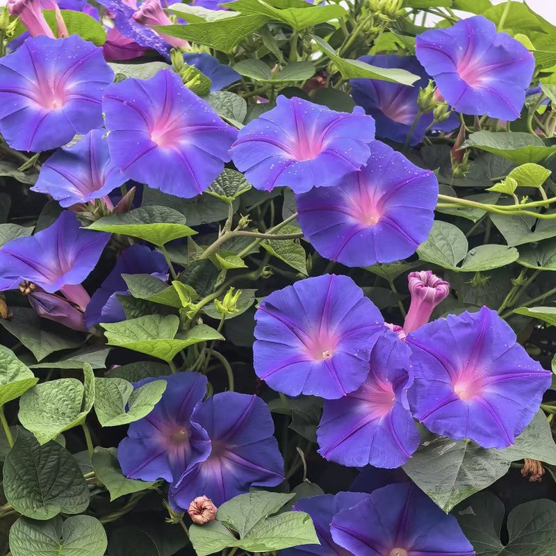 Morning Glory Seeds - Verdseeds