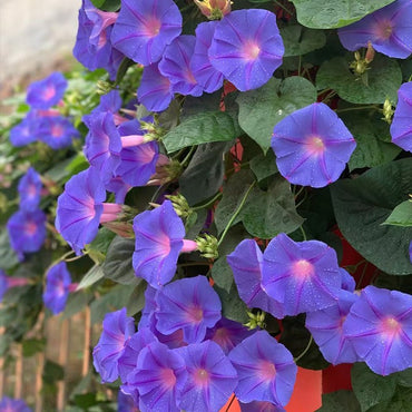 Morning Glory Seeds - Verdseeds