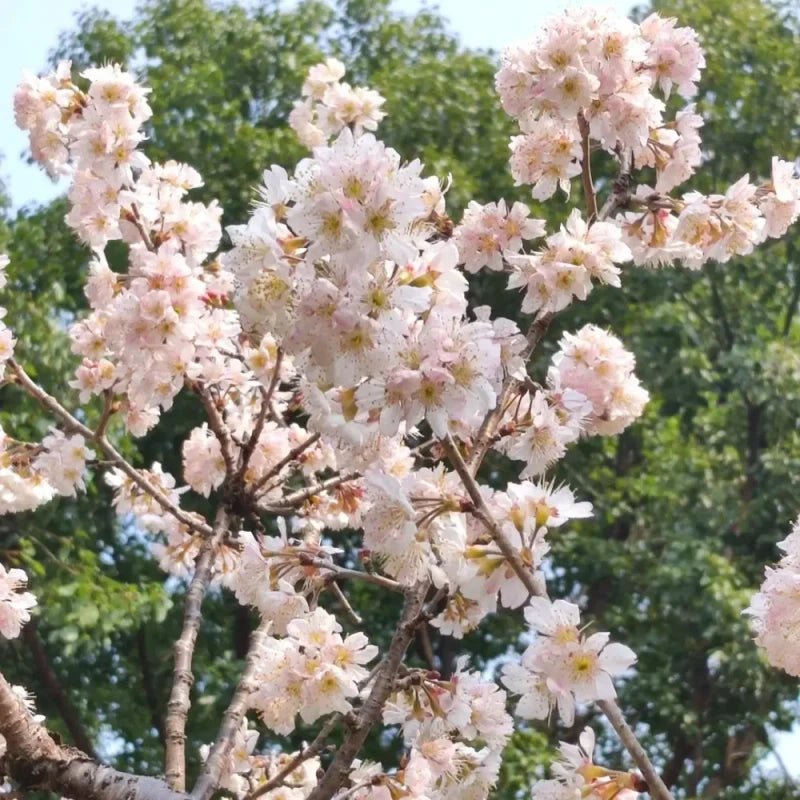 Mountain Flowering Cherry Seeds - Verdseeds