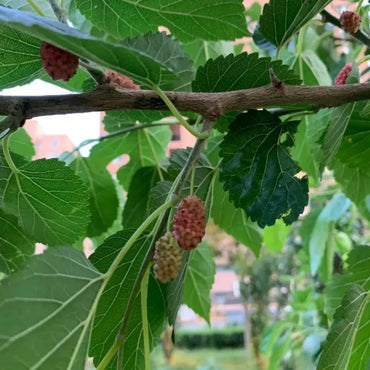 Mulberry Seeds - Verdseeds