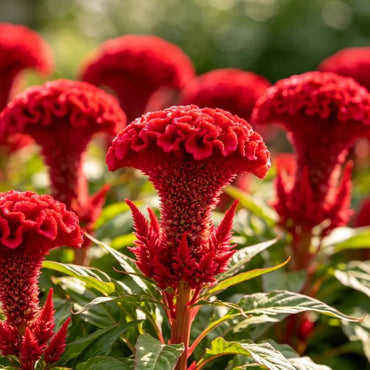 Multi Headed Red Cockscomb Seeds - Verdseeds