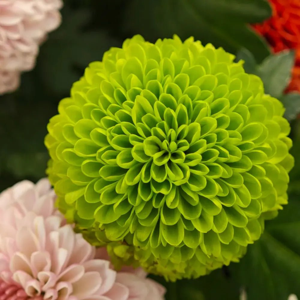 National Day Series Mixed Color China Aster Seeds - Verdseeds