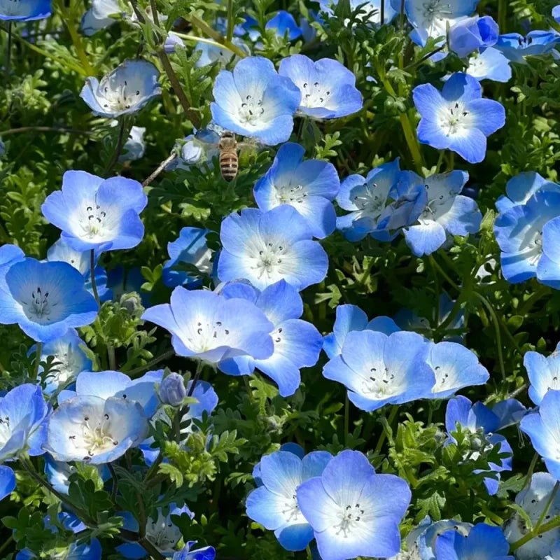 Nemophila(Baby Blue Eyes) Seeds - Verdseeds