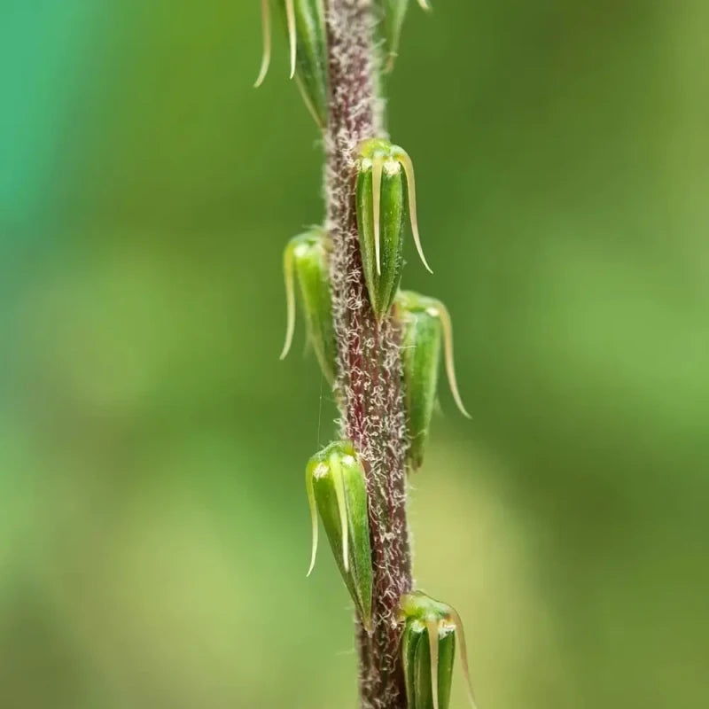Achyranthes Seeds