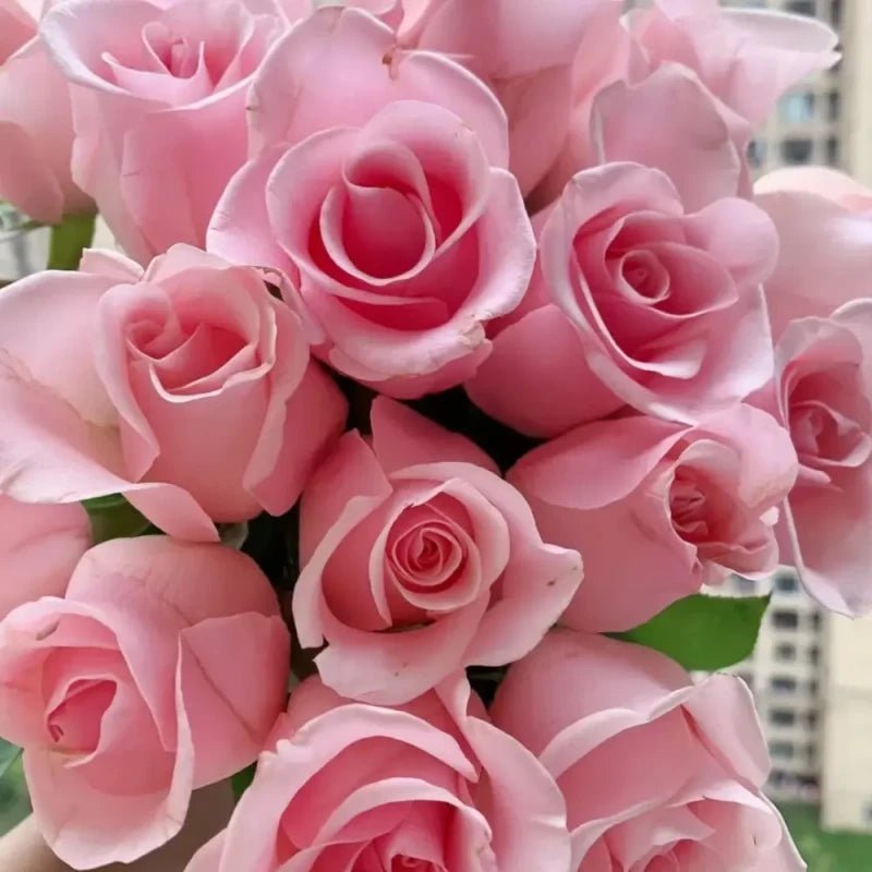 No. 23 Pink Lady Rose Seeds - Verdseeds