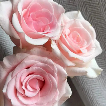 No. 23 Pink Lady Rose Seeds - Verdseeds