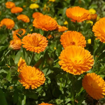 Orange Calendula(Pot Marigold) Seeds - Verdseeds