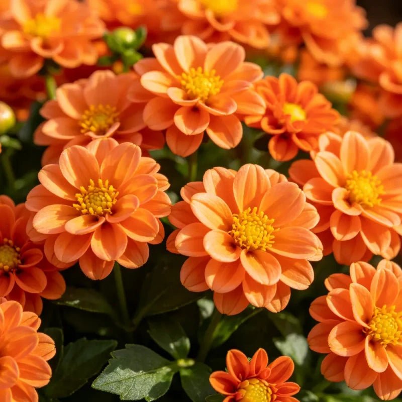 Orange Mini Dahlia Seeds - Verdseeds