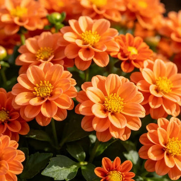Orange Mini Dahlia Seeds - Verdseeds