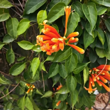Orange-Red Flame Vine Seeds - Verdseeds