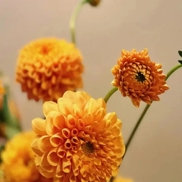Orange Satin Flower Seeds - Verdseeds
