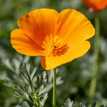 Orange Single Petal California Poppy Seeds - Verdseeds