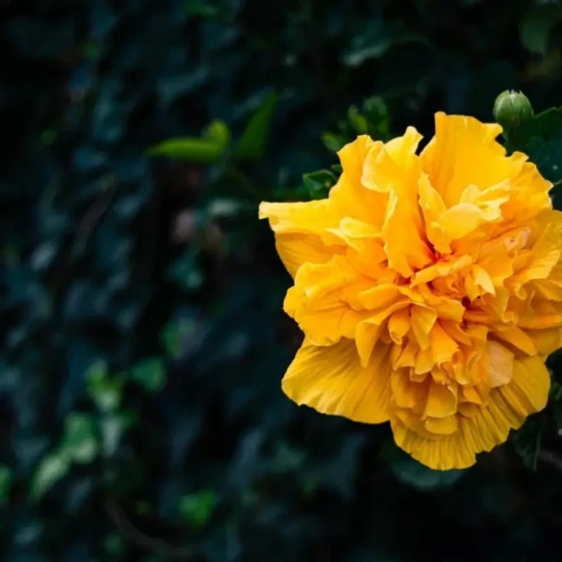 Orange-Yellow Hibiscus Seeds - Verdseeds
