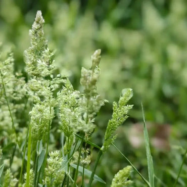 Orchard Grass Seeds - Verdseeds