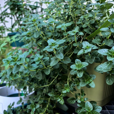 Oregano Seeds - Verdseeds