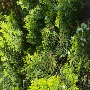 Oriental Arborvitae Seeds - Verdseeds