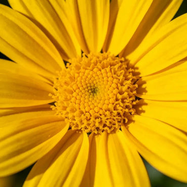 Oxeye Sunflower Seeds - Verdseeds