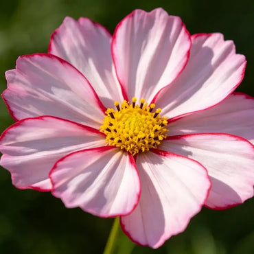 Pale pink with red bordered Cosmos Seeds - Verdseeds