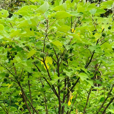 Paper Mulberry Seeds - Verdseeds
