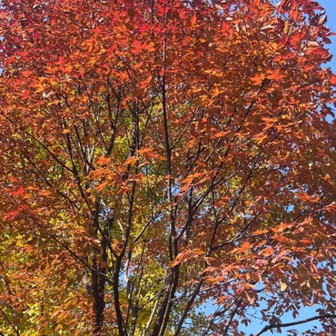 Paperbark Maple Seeds - Verdseeds