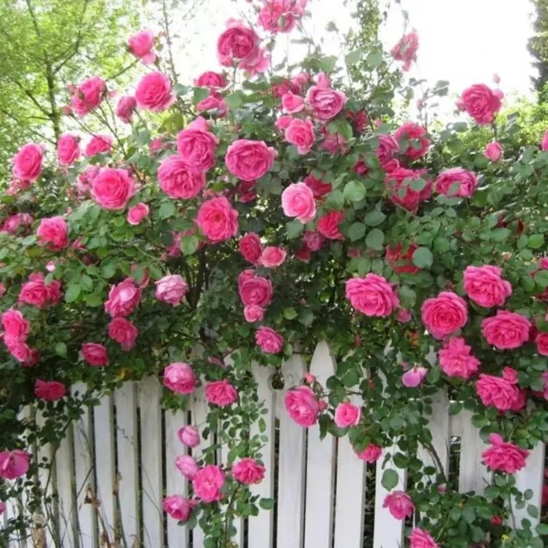 Parade Rose Seeds - Verdseeds