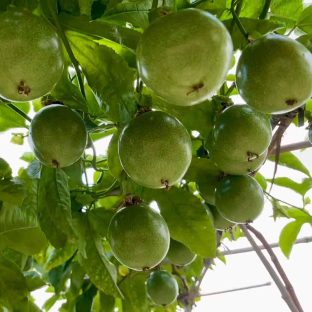 Passion Fruit Seeds - Verdseeds