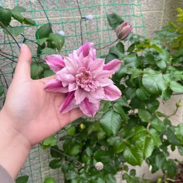 Patricia Clematis Seeds - Verdseeds