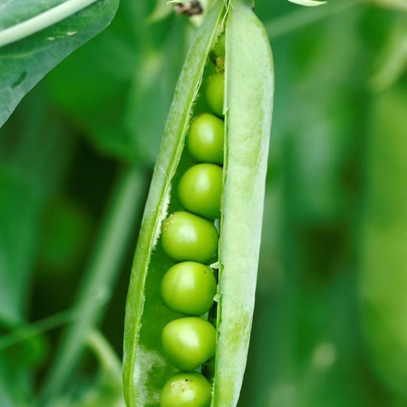 Pea Seeds - Verdseeds