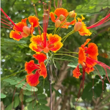 Peacock Flower Seeds - Verdseeds